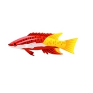 Cuban Hogfish